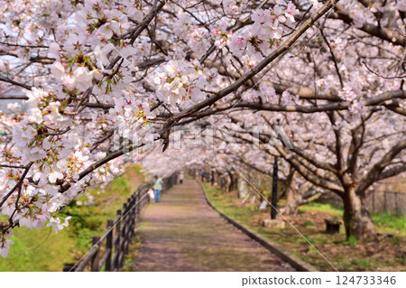 櫻花，櫻花，櫻花 124733346