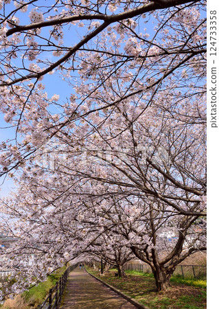 櫻花，櫻花，櫻花 124733358