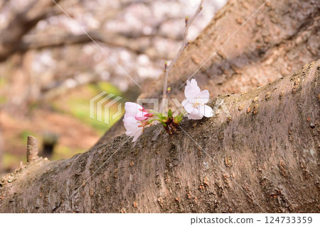 櫻花，櫻花，櫻花 124733359