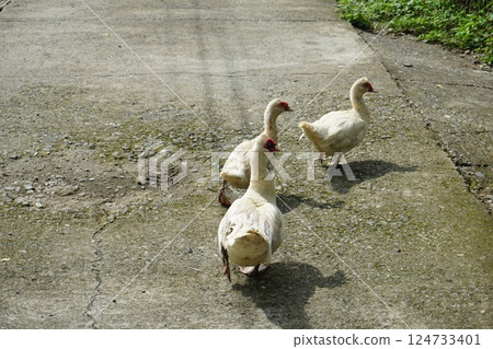 菲律賓 戶外 野生鳥類 124733401