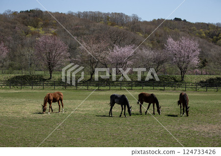 Spring Thoroughbred Ranch 124733426