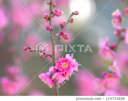 單瓣冬梅 124733686