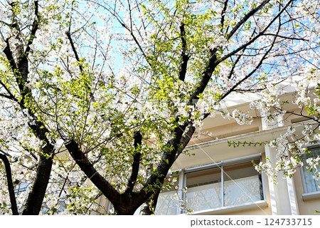 東京代代木上原站,安靜的高級住宅區,櫻花美景 東京代代木上原站,安靜的高級住宅區,櫻花美景 124733715