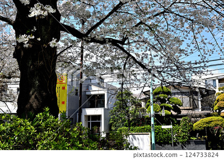 Tokyo Yoyogi-Uehara Station, a quiet, high-end residential area, cherry blossom scenery 124733824