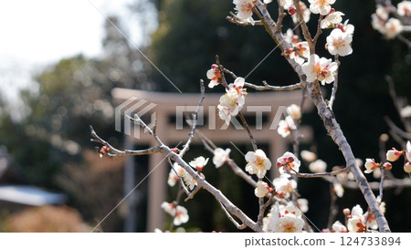 宮崎縣新富町湯宮的紮論梅 124733894