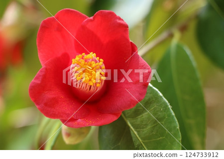 山茶花 山茶花 124733912