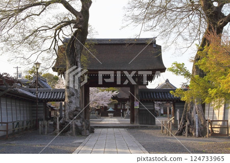 春天的曼陀羅寺2(愛知縣江南市) 春天的曼陀羅寺2(愛知縣江南市) 124733965