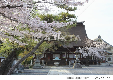Mandala Temple in Spring 4 (Konan City, Aichi Prefecture) 124733967