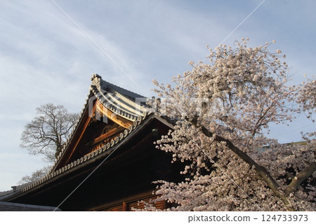 春天的曼陀羅寺10（愛知縣湖南市） 124733973