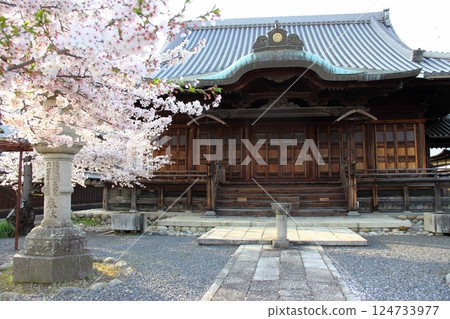 春天的曼陀羅寺14（愛知縣湖南市） 124733977