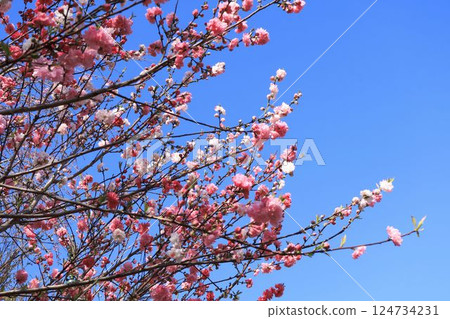 花桃 花桃 124734231