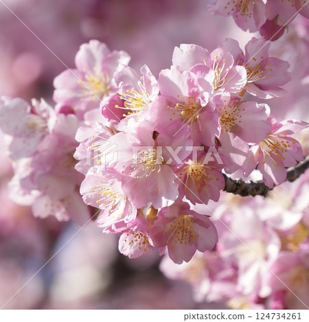 河津櫻花宣布春天的到來 河津櫻花宣布春天的到來 124734261