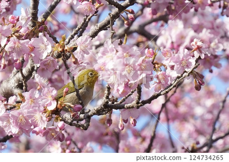 Spring has arrived: Japanese white-eyes sucking nectar from Kawazu cherry blossoms 124734265