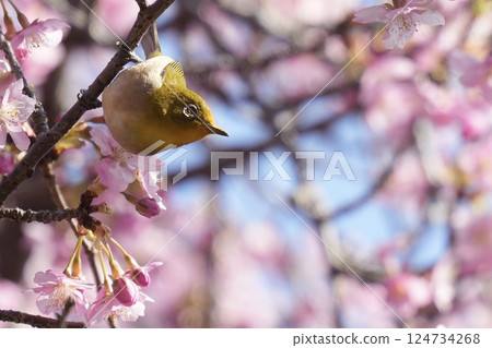A beautiful white-eye resting on a branch of Kawazu cherry blossoms, spring, blue sky 124734268