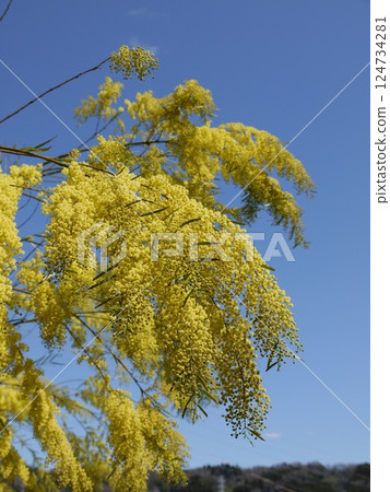 含羞草在藍天中閃耀 124734281