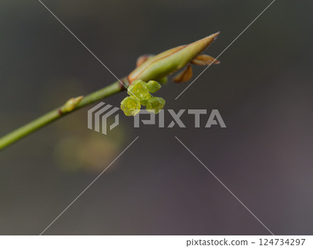 Yellow-green flowers of early spring Lauraceae Kuromoji 124734297