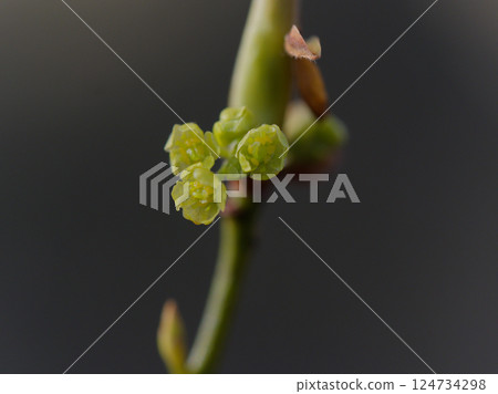 樟科黑尾屬早春黃綠色花 124734298