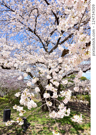 福岡城址、黑田吉水故居遺址櫻花、三之丸大鷹邸櫻花、舞鶴公園 福岡城址、黑田吉水故居遺址櫻花、三之丸大鷹邸櫻花、舞鶴公園 124734309