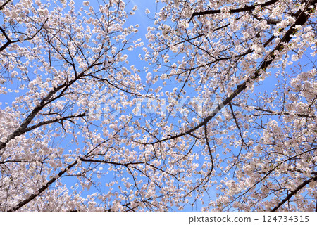 福岡城址、黑田吉水故居遺址櫻花、三之丸大鷹邸櫻花、舞鶴公園 124734315