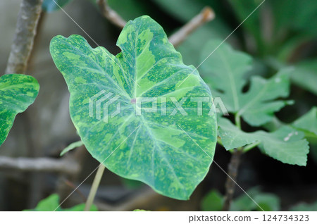 Colocasia esculenta midori sour, Colocasia ,midori sour or Colocasia Colocasia esculenta midori sour, Colocasia ,midori sour or Colocasia 124734323