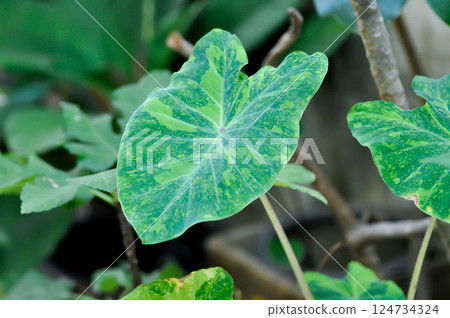 Colocasia esculenta midori sour, Colocasia ,midori sour or Colocasia Colocasia esculenta midori sour, Colocasia ,midori sour or Colocasia 124734324