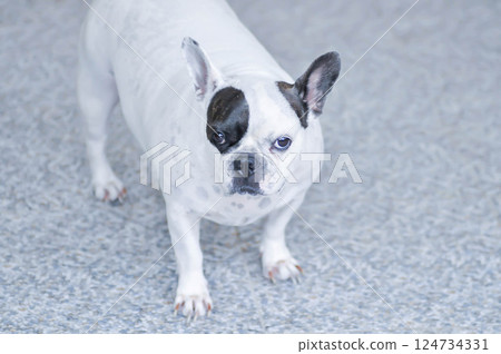dog or french bulldog,  black and white French bulldog 124734331