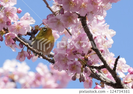 A cute Japanese white-eye sucking nectar from Kawazu cherry blossoms against a blue sky background 124734381
