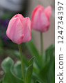 Tulip pink 124734397