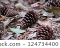 Pine cones for background 124734400