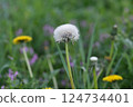 Dandelion Layer 124734401