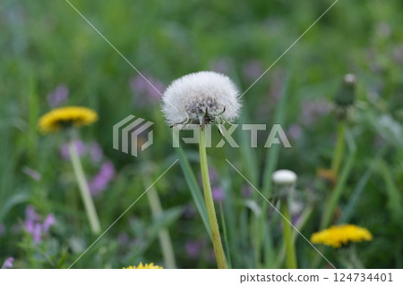 Dandelion Layer Dandelion Layer 124734401