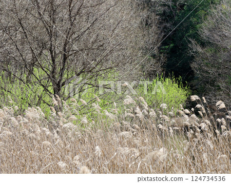River wetlands in early spring Vegetation in the upper reaches of the Yata River 124734536