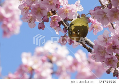 A cute Japanese white-eye perched on a branch of Kawazu cherry blossoms, front view, spring A cute Japanese white-eye perched on a branch of Kawazu cherry blossoms, front view, spring 124734550