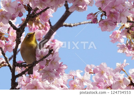 春天，一隻美麗的日本繡眼鳥棲息在河津櫻花的樹枝上 124734553