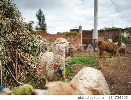 生活在安第斯山脈的毛茸茸的羊駝 124734595