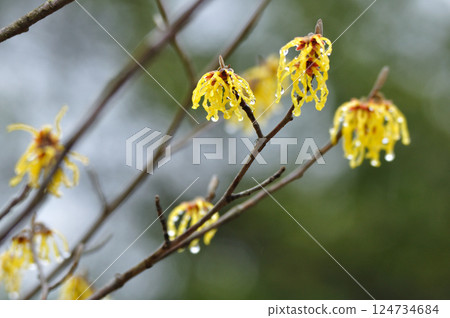 早春花卉：金縷梅（金縷梅科）盛開 124734684