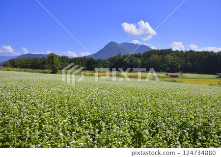 Buckwheat field Buckwheat field 124734880