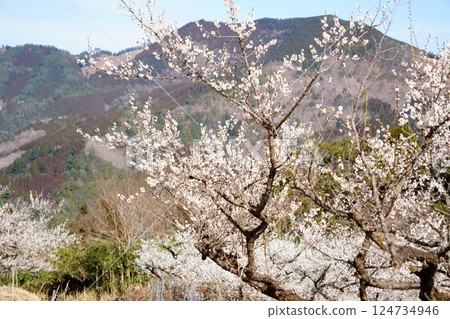 Plums at Kaigon Tower Plum Garden, Misato Town, Miyazaki Prefecture Plums at Kaigon Tower Plum Garden, Misato Town, Miyazaki Prefecture 124734946