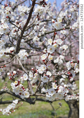 Anzu in the forest Anzu in the forest 124735082