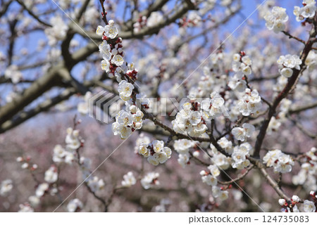 Anzu in the forest Anzu in the forest 124735083