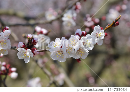 Anzu在森林裡 124735084