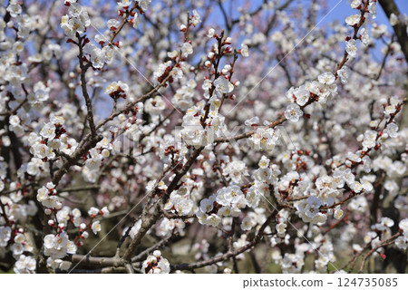 Anzu在森林裡 124735085