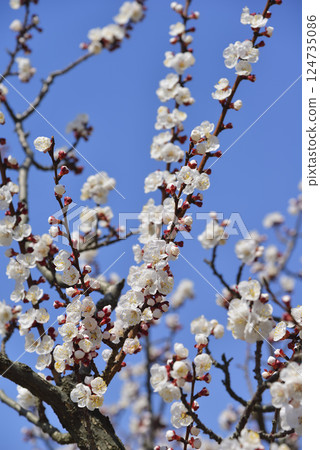 Anzu在森林裡 124735086