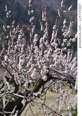 Anzu在森林裡 Anzu在森林裡 124735087