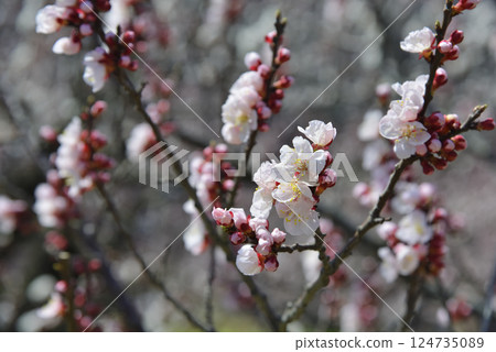 Anzu在森林裡 124735089