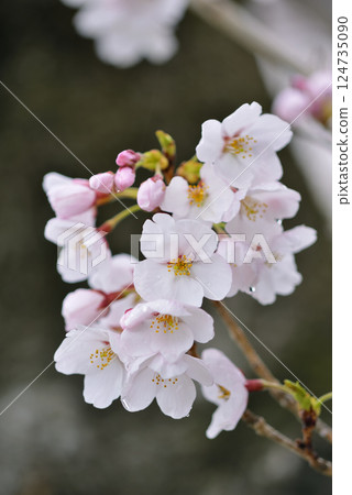 櫻花 124735090