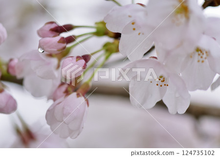 櫻花 124735102