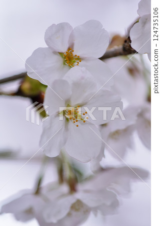 Sakura 124735106