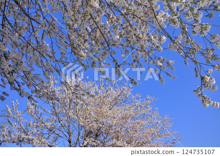 Sakura 124735107