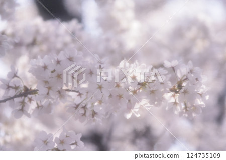 櫻花 124735109